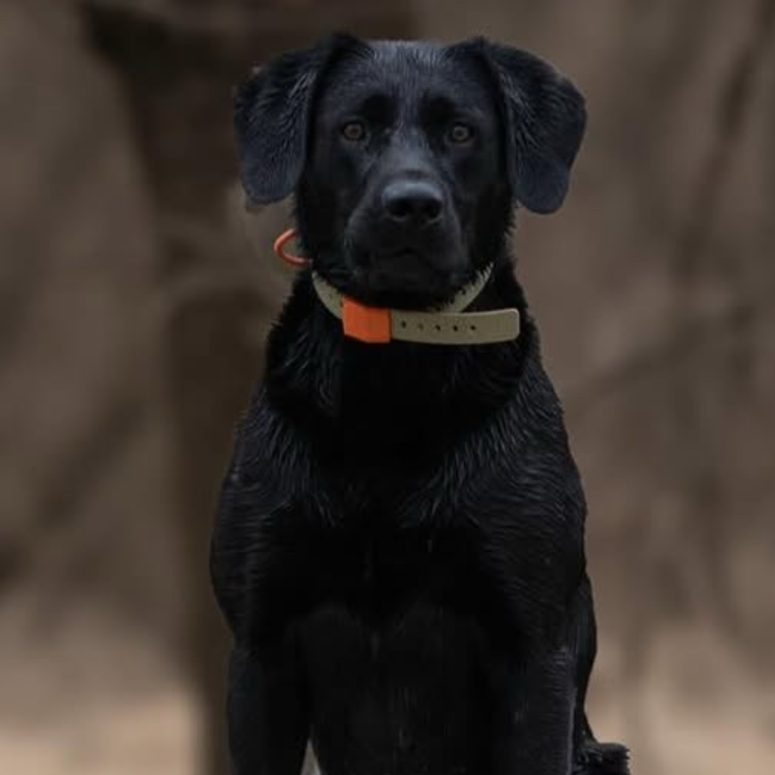 FIELD COLLAR