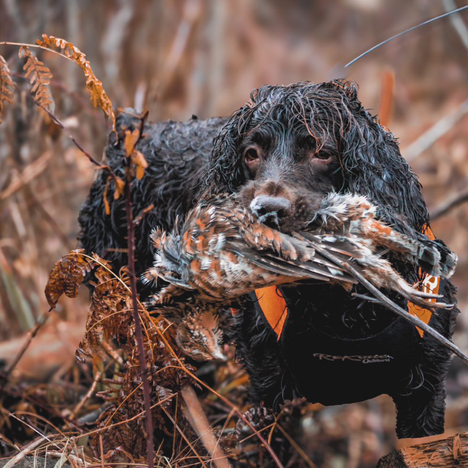 Upland Dog Vest