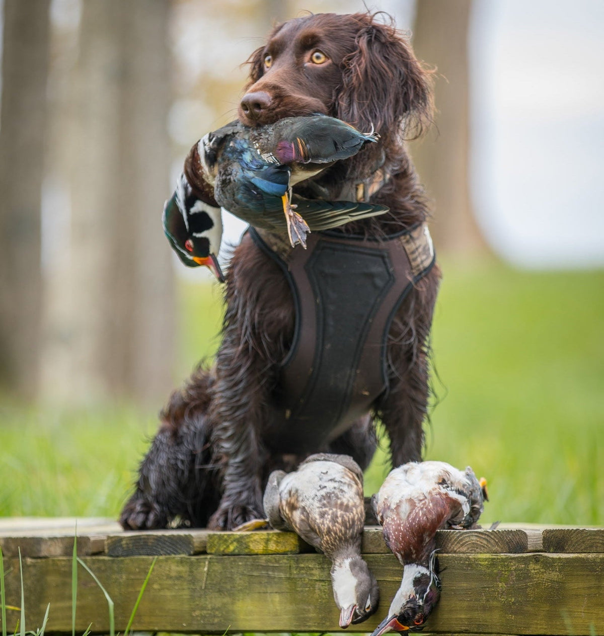 2.0 Waterfowl Dog Vest