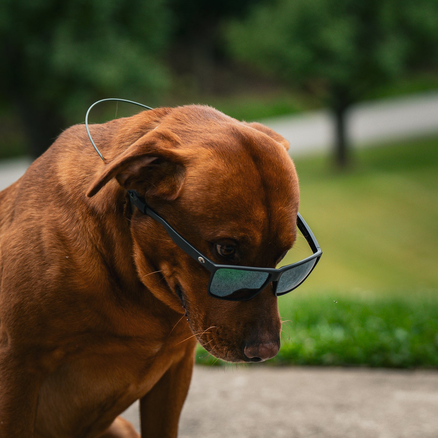 Sunglass Strap