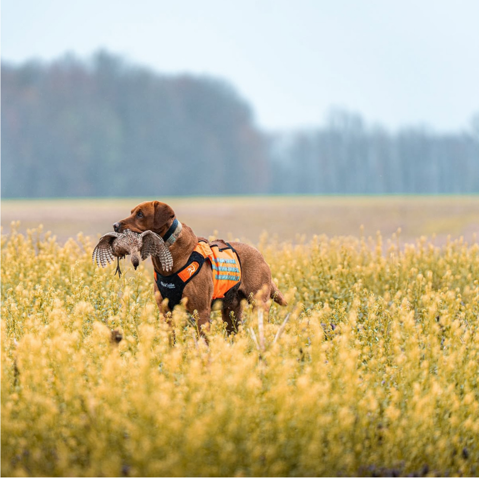 Upland Dog Vest