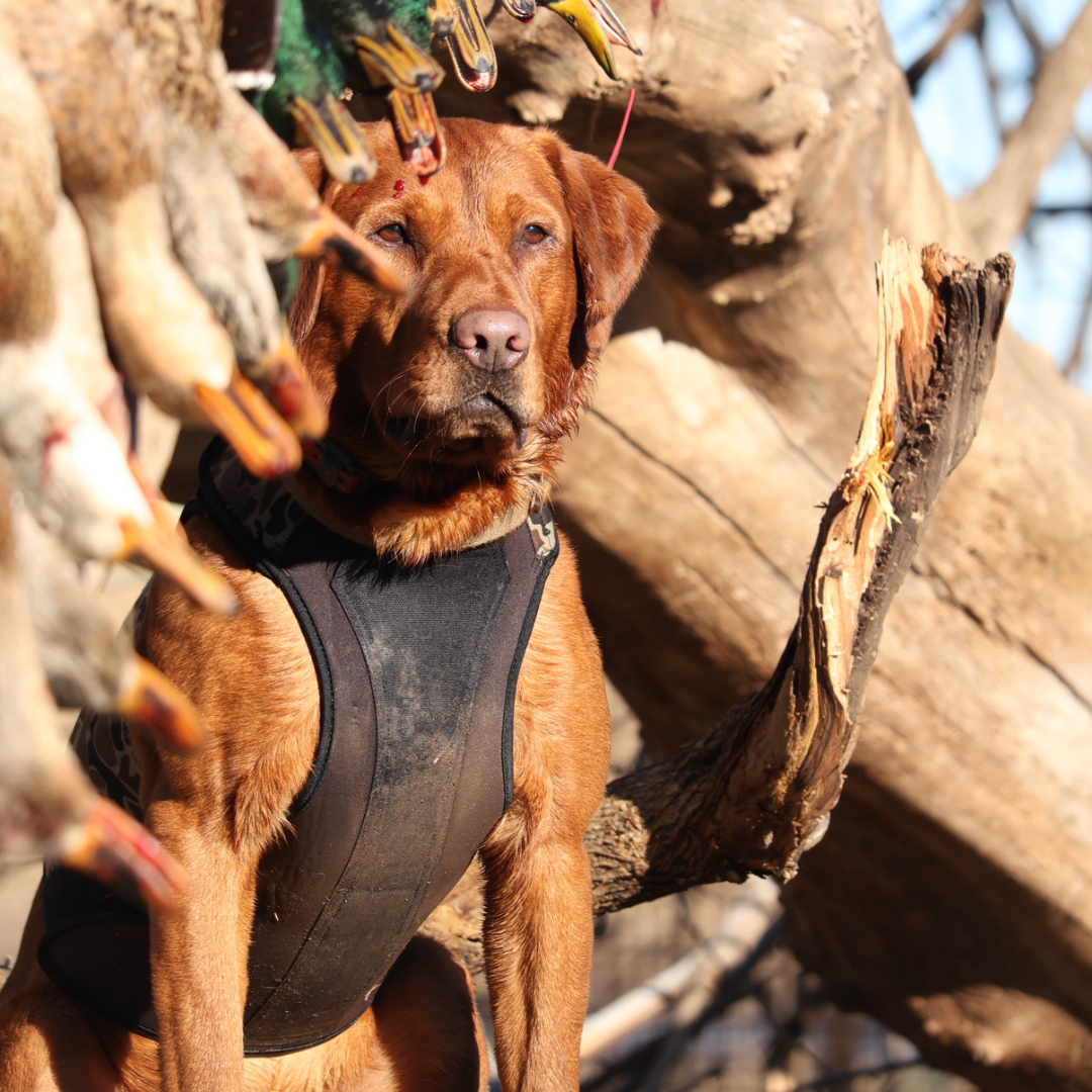 2.0 Sure Fit Waterfowl Dog Vest
