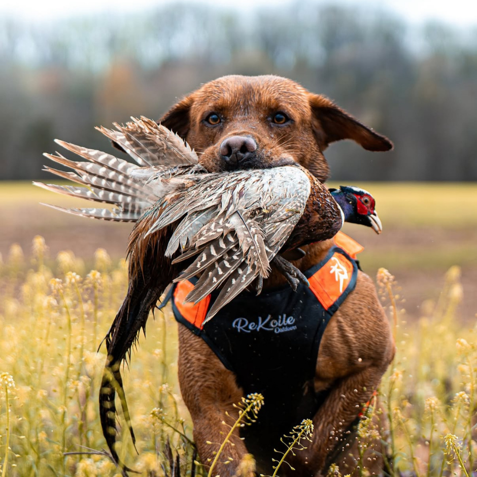 Upland Dog Vest